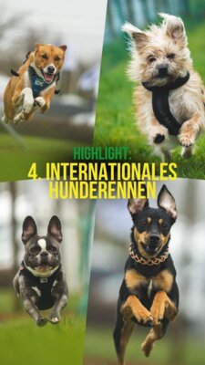 Veranstaltung: 4. Internationales Hunderennen