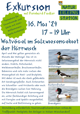 Plakat und Info Exkursion Natur-Erlebnis-Station Hohenkirchen. Wanderung im Salzwiesengebiet der Härrwisch, Beobachtung der Watvögel.
