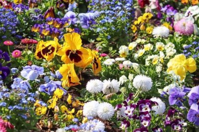 Blumenbeet