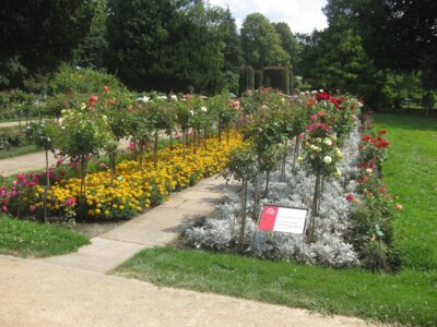 Veranstaltung: Ostdeutscher Rosengarten Forst Fr 20. 06. 2025