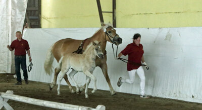 Championatsfohlen 2023 der Rasse Haflinger, Züchter Manja und Rüdiger Kollan, Gnewikow