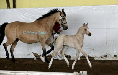 Championatsfohlen 2023 der Rasse Deutsches Reitpony, Züchter Angelika uns Rudi Schmidt, Wulkow