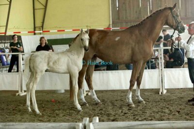 Championatsfohlen 2023 der Rasse Deutsches Sportpferd, Züchter LWB Volker Falke, Schollene