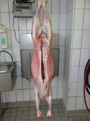 Schlachtkörper