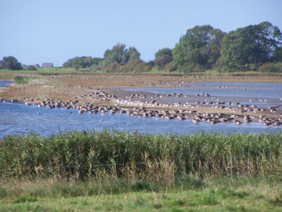 Rastende Vögel im Natruschutzgebiet 