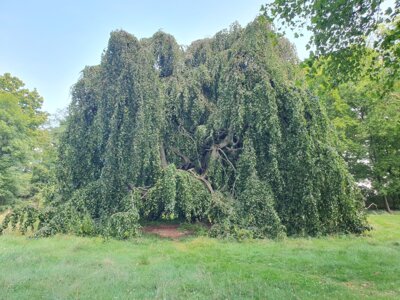 Hängerotbuche im Park von Villa Fohrde