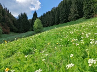 Bärwurzwiese (Bild vergrößern)