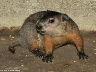 Waldmurmeltiere (Marmota monax) werden nur in zwei deutschen Tiergärten gezeigt