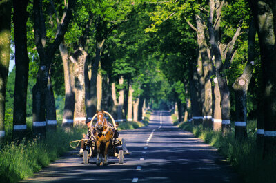 Allee in Ostpreußen, Foto:  © Roland Marske