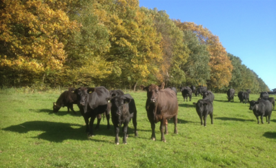 Angus Rinder auf der Weide (Foto: Gut Fahrenbach) (Bild vergrößern)