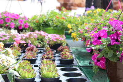 Blumen- und Pflanzenmarkt (Bild vergrößern)