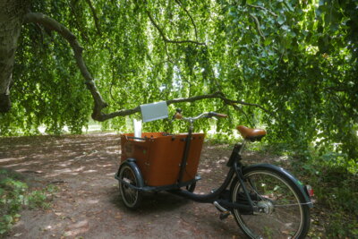 Lastenrad unter Hängerotbuche