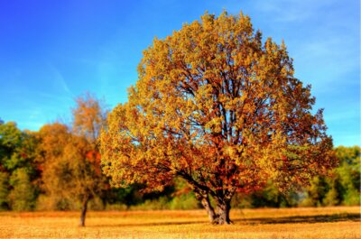Veranstaltung: Herbstferien 19. Okt  -  03. Nov 2024