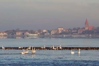Rastende Vögel bei Roggow mit Blick auf Rerik, Foto: Roland Neumann