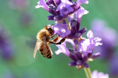 Biene nascht am Lavendel - Urheber MatthiasKabel Wiki (Bild vergrößern)