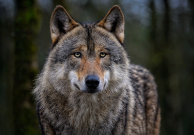 Bild von Angela auf Pixabay (Bild vergrößern)
