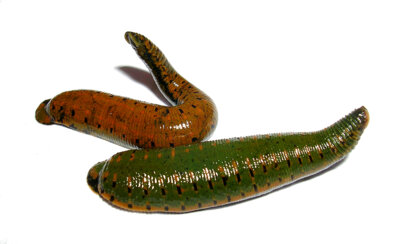 Der Dragoneregel (Hirudo troctina) bewohnt das westliche Mittelmeergebiet, inkl. Nordwest-Afrika. Foto: U. Jueg