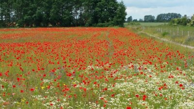 Veranstaltung: Feldenkrais - Bewusstheit durch Bewegung 19.  -  23. Mai 2025