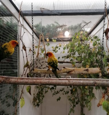 Exotische Vögel in einer Voliere