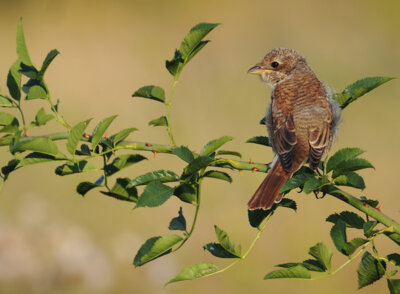 Neuntötter (Jungvogel) Foto: Lothar Schhneeberger (Bild vergrößern)