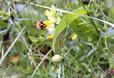 Wildbiene ©Andrea Brodersen (Bild vergrößern)