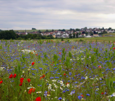 Foto: Wetteraukreis (Bild vergrößern)