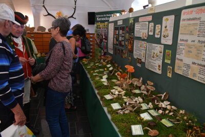 Große Pilzausstellung im Karasek-Museum