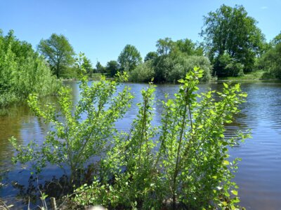 Am Krummen See (Bild vergrößern)