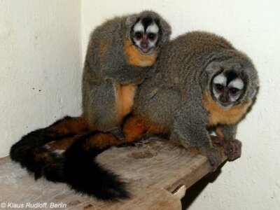 Bolivien-Nachtaffen (Aotus azarae boliviens) werden seit 2019 im Wingster Waldzoo gehalten