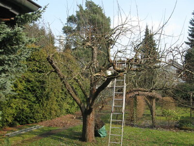 Baumschnitt (c) Franz Heitzendorfer