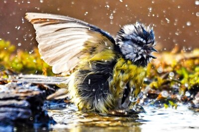 Blaumeise-beim-Baden Foto: Thomas-Kube (Bild vergrößern)