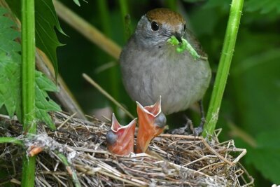 Mönchsgrasmücke Foto: Thomas-Kube (Bild vergrößern)