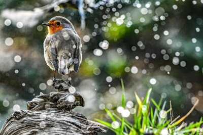 Rotkehlchen-hinter-Wassertropfen Foto: Thomas-Kube (Bild vergrößern)
