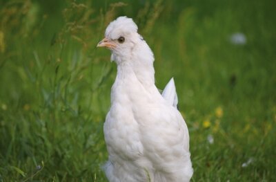 Veranstaltung: 125jähriges Jubiläumsfest des Kleintierzüchtervereins Bad Boll 05.  -  06. Apr 2025
