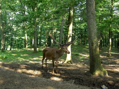 Foto: Wildgehege Dodenau
