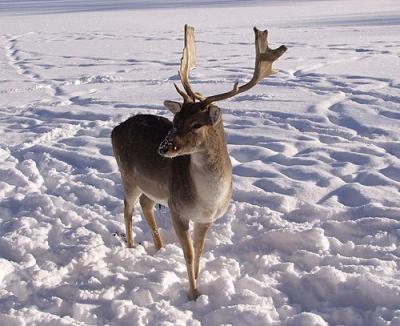 Foto: Gehegewild im Schnee