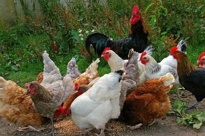 Veranstaltung: Lebendgeflügelverkauf Sa 31. 05. 2025