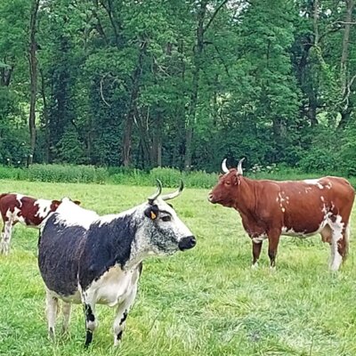 Ferrandaise Rinder (Bild vergrößern)