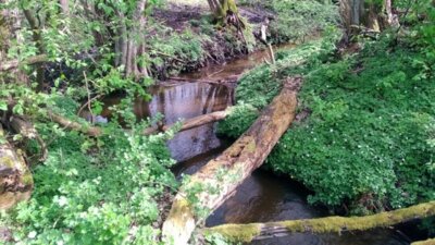Von Bergmolchen und Riesensteinen… (Bild vergrößern)