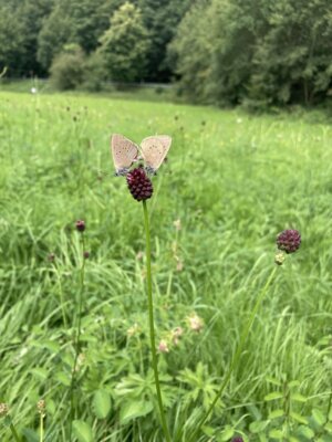 Dunkler Wiesenknopf-Ameisenbläuling in der Fuldaaue. Foto: Sinja Zieger (Bild vergrößern)
