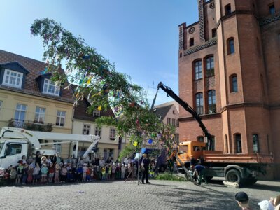 Foto: Rolandstadt Perleberg/Renè Hill | Der bunt geschmückte Maibaum wird vor dem Perleberger Rathaus aufgestellt.