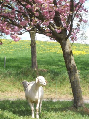 Schaf unter Baum