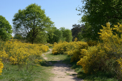 Veranstaltung: Ginsterwanderung in der Döberitzer Heide Sa 03. 05. 2025