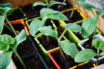 Veranstaltung: Garten-Projektwoche 31. März  -  03. Apr 2025