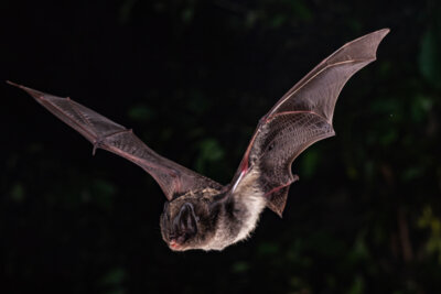 Mopsfledermaus (c) Christian Giese (Bild vergrößern)