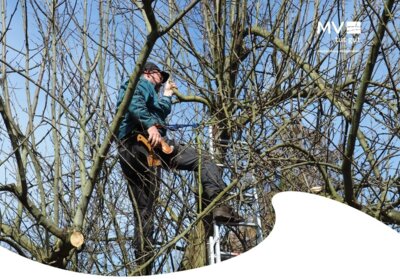 Obstbaumschnitt