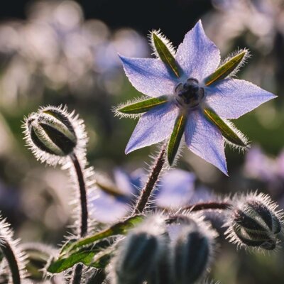 Veranstaltung: Führung durch den Heilpflanzengarten der WALA Heilmittel GmbH und Vortrag über die "Königin der Blumen" Mi 17. 09. 2025