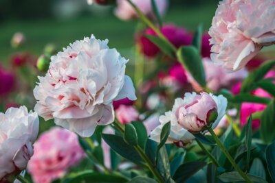 Image by Couleur from Pixabay