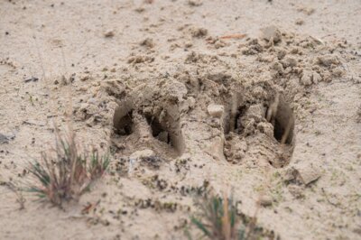 Spurensuche im Wildnisgebiet, Foto: Dr. Tilo Geisel (Bild vergrößern)