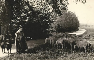 Der Dieburger Schäfer Martin Kaiser mit seinem Hirtenhund